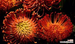 以丁香花的花语为主题 用奇迹的花语述说生命的奇迹