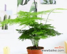 探寻文竹的花语及故事 文竹