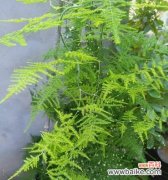 探索生命的无限可能性 以文竹开花寓意——力求超越的象征