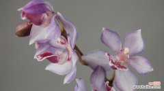 探索兰花的花语之美 兰花花语