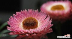 探索皱菊花的深层含义与象征 皱菊花的花语和寓意