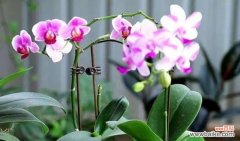 解读蝴蝶兰代表的寓意 蝴蝶兰的象征意义及养护技巧