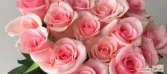 用花语传递情感的奥秘 不同颜色玫瑰的花语