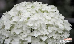 探究绣球春化对植物生长的影响及其调控机制 绣球春化的意义与方法