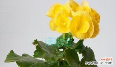 寂寞 忧郁的花——深情的守候