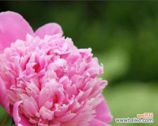 揭示芍药花的内涵与意义 芍药花的花语与象征