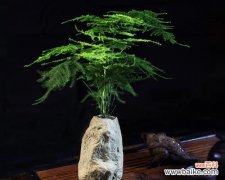 以文竹做微盆景的意义与创意 文竹微盆景