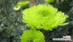 当花朵也沉浸在痛苦之中 《痛苦之花——以忍冬花为例的花语》