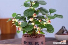 以植物为媒介 迎福招财植物中的好运代表
