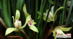 揭示兰花花语的深层含义 兰花的花语与象征意义