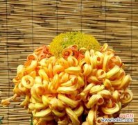 不同月份菊花的寓意与表达 一年之中的菊花花语