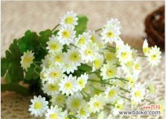 以各种颜色雏菊为载体 绚丽多彩的雏菊花语和寓意