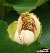 揭秘荷花的花语及其象征意义 荷花