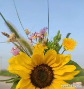 以代表积极向上的植物探索自我成长之道 积极向上的植物