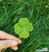 探寻四叶草的好运秘密 四叶草的寓意与象征意义