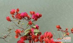 三角梅——花开如诗 探寻三角梅的花语之美