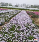 揭示宿根福禄考花语的内涵 宿根福禄考花语的意义及传承之道