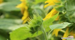 忠诚之花 象征忠诚的植物