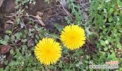 蒲公英花的含义是什么？为什么它常被视为希望的象征？