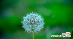蒲公英的象征意义是什么？它在不同文化中代表了什么？