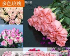 唤醒心灵 苏醒玫瑰