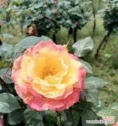 解读玫瑰花的意义和象征 不同颜色的玫瑰花代表意思