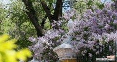 丁香的源起与象征 探寻丁香的意义