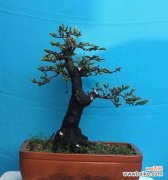 黑骨香 揭秘黑骨香的神奇风水寓意与摆放位置