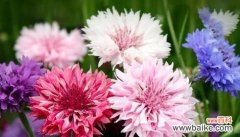 蒲公英花语的秘密与象征意义 自由之花