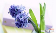 探寻风信子花语的美丽含义 风信子花语的深意