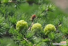 了解乔木胸径 乔木胸径的意义与应用