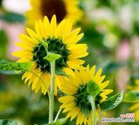 阳光花海中 向日葵的花语-阳光和希望的象征