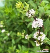 解读薄荷花的独特语言 薄荷花的花语与寓意