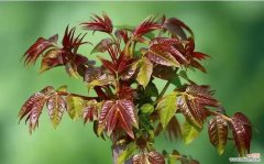 美丽的花朵与丰富的寓意 香椿树开花的神奇之处