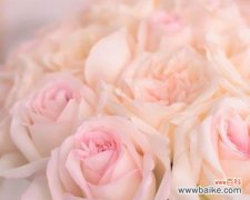 揭秘粉色玫瑰花的五大象征意义 粉色玫瑰花的深刻寓意