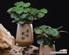 美丽而高尚的花草树木 植物中的品德典范