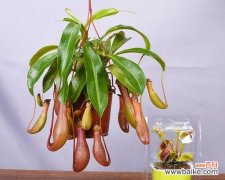 揭开猪笼草花的象征意义 猪笼草花语