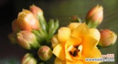 向上生长的力量和希望 蔷薇之花语