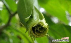 揭秘曼陀罗花的花语传说 曼陀罗花的神秘力量