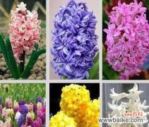 什么花代表后悔 后悔之花的花语