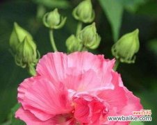 什么花象征光明？花语中代表光明的花卉有哪些？