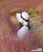 探寻粉黛乱子草花语 粉黛乱子草花语解读及美丽的寓意