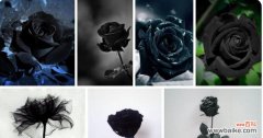 探寻黑玫瑰所代表的情感和内涵 黑玫瑰的花语与象征意义