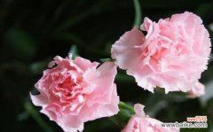 探索康乃馨的特点与意义 康乃馨的美丽与象征意义