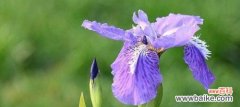 揭秘鸢尾花的神秘力量与美丽寓意 鸢尾花