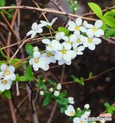 红玫瑰 以红玫瑰为花语的占有欲之爱情主题