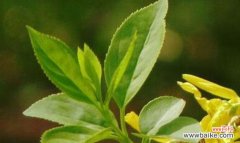 连翘花 连翘花的美丽与寓意