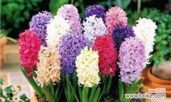 呼唤春天的芬芳 风信子的内在象征意义