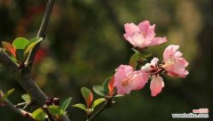 深入解读海棠花的神秘魅力 海棠花的象征意义与风水影响