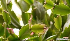 仙人掌植物叶子的特点及其适应极端环境的关键